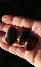 biological-hike-FXbhLw