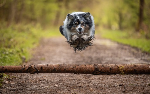 dog-photography-session-DECqkO