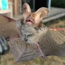 chauve-souris.jpg